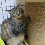 8月17日の千代田店に参加するSONA DORASの保護猫01