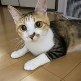 8月17日の千代田店に参加するSONA DORASの保護猫02