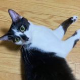 8月17日の千代田店に参加するSONA DORASの保護猫03