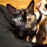 8月17日の千代田店に参加するSONA DORASの保護猫04