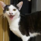 8月17日の千代田店に参加するSONA DORASの保護猫05