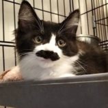 8月17日の千代田店に参加するSONA DORASの保護猫06