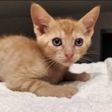 8月17日の千代田店に参加するSONA DORASの保護猫07