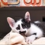 8月17日の千代田店に参加するSONA DORASの保護猫08