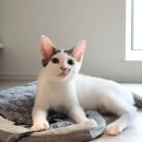 8月17日の千代田店に参加するSONA DORASの保護猫09