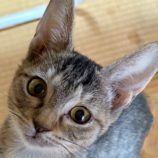 8月24日の新田店に参加する吉岡の保護猫01