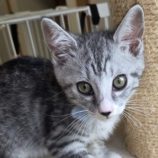 8月24日の新田店に参加する吉岡の保護猫02