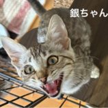 8月24日の新田店に参加する吉岡の保護猫03