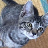 8月24日の新田店に参加する吉岡の保護猫04