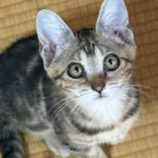 8月24日の新田店に参加する吉岡の保護猫05