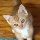 8月24日の新田店に参加する吉岡の保護猫07