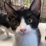 8月24日の新田店に参加する吉岡の保護猫08