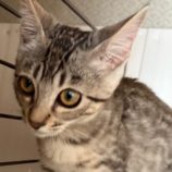 8月24日の新田店に参加する吉岡の保護猫09