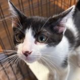 8月24日の新田店に参加する吉岡の保護猫10