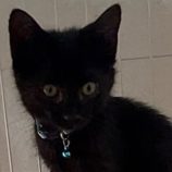 8月24日の新田店に参加する吉岡の保護猫11