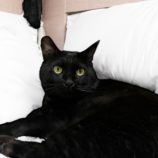 8月10日のひたちなか店に参加するネコスぺ事務局の保護猫01