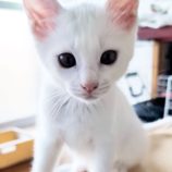 8月10日のひたちなか店に参加するネコスぺ事務局の保護猫02