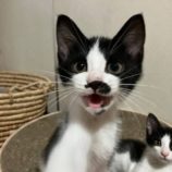 8月10日のひたちなか店に参加するネコスぺ事務局の保護猫03