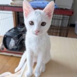 8月10日のひたちなか店に参加するネコスぺ事務局の保護猫04