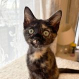 8月10日のひたちなか店に参加するネコスぺ事務局の保護猫05