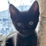 8月10日のひたちなか店に参加するネコスぺ事務局の保護猫06