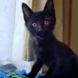 8月10日のひたちなか店に参加するネコスぺ事務局の保護猫07