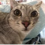 8月10日のひたちなか店に参加するネコスぺ事務局の保護猫08