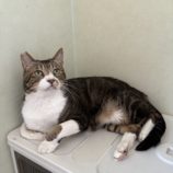 8月10日のひたちなか店に参加するネコスぺ事務局の保護猫09