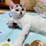 8月10日のひたちなか店に参加するネコスぺ事務局の保護猫10