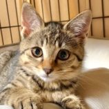 8月10日のひたちなか店に参加するネコスぺ事務局の保護猫11