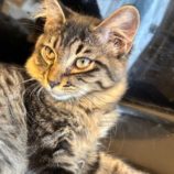 8月10日のひたちなか店に参加するネコスぺ事務局の保護猫12