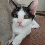 8月10日のひたちなか店に参加するネコスぺ事務局の保護猫15