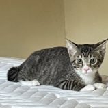 8月10日のひたちなか店に参加するネコスぺ事務局の保護猫16