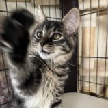 8月10日のひたちなか店に参加するネコスぺ事務局の保護猫17