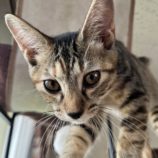 8月10日のひたちなか店に参加するネコスぺ事務局の保護猫19