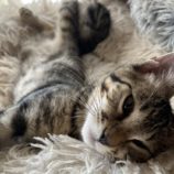 8月10日のひたちなか店に参加するネコスぺ事務局の保護猫20