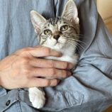 8月10日のひたちなか店に参加するネコスぺ事務局の保護猫21