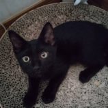 8月10日のひたちなか店に参加するネコスぺ事務局の保護猫22