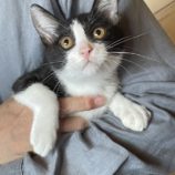 8月10日のひたちなか店に参加するネコスぺ事務局の保護猫23