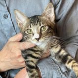 8月10日のひたちなか店に参加するネコスぺ事務局の保護猫24