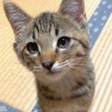 8月10日のひたちなか店に参加するネコスぺ事務局の保護猫25