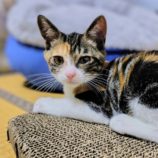 8月10日のひたちなか店に参加するネコスぺ事務局の保護猫26