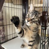 8月10日のひたちなか店に参加するネコスぺ事務局の保護猫27