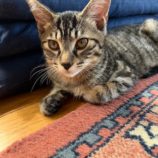 8月10日のひたちなか店に参加するネコスぺ事務局の保護猫28