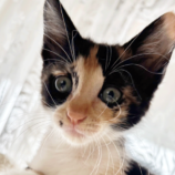 8月10日のひたちなか店に参加するネコスぺ事務局の保護猫29