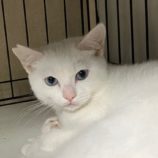 8月10日の柏の葉店に参加するホーリーキャットの保護猫01