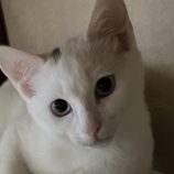 8月10日の柏の葉店に参加するホーリーキャットの保護猫02