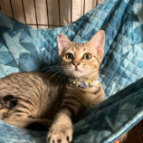 8月10日の柏の葉店に参加するホーリーキャットの保護猫04