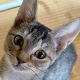 8月10日の新田店に参加する猫のへやの保護猫01