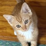 8月10日の新田店に参加する猫のへやの保護猫08